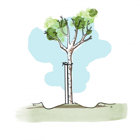 Comment planter un arbre, assurer sa reprise et favoriser sa croissance ?
