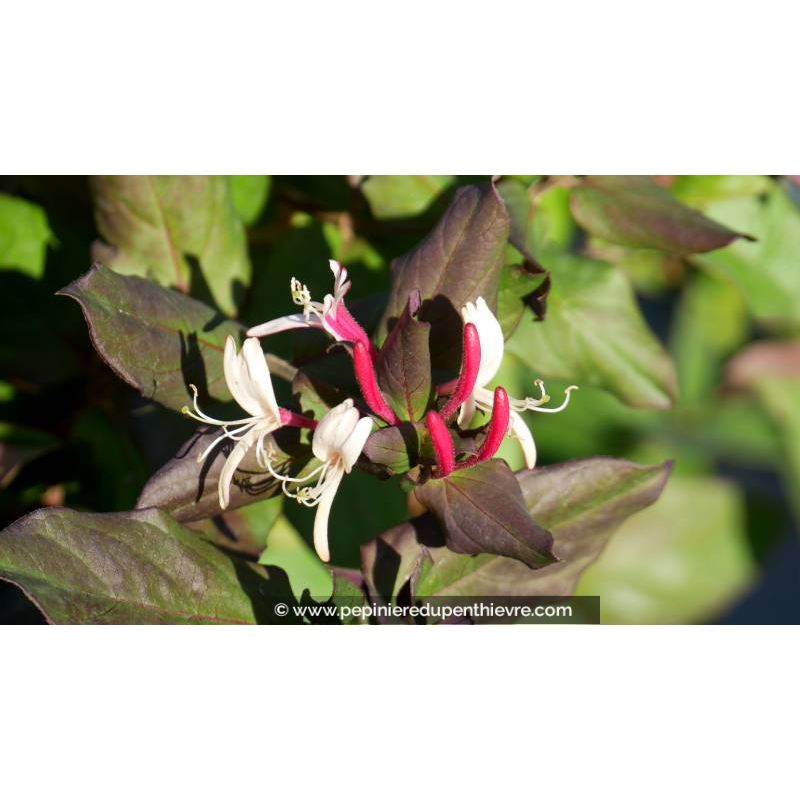 LONICERA japonica var. chinensis
