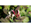 LONICERA japonica var. chinensis