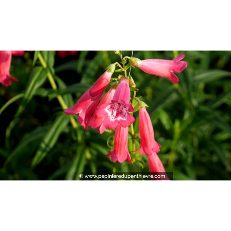 PENSTEMON 'Souvenir d'Adrien Régnier'