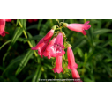 PENSTEMON 'Souvenir d'Adrien Régnier'