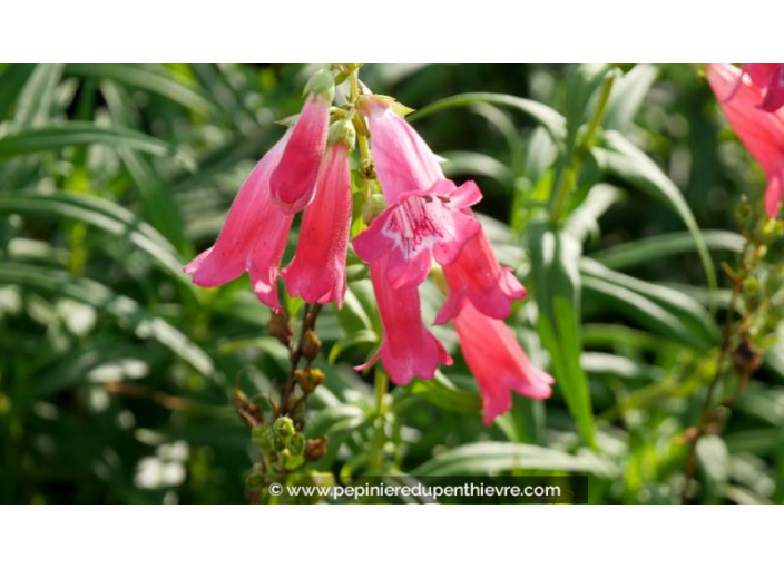 Galane 'Souvenir d'Adrien Régnier', PENSTEMON - Pépinière du Penthièvre