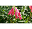 Galane 'Souvenir d'Adrien Régnier', PENSTEMON - Pépinière du Penthièvre