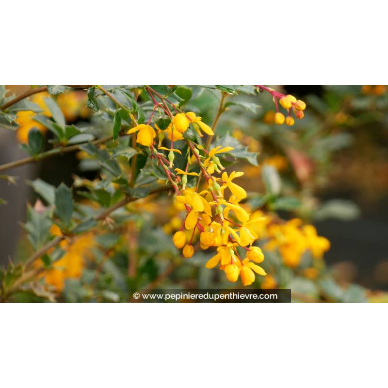 BERBERIS darwinii