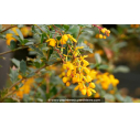 BERBERIS darwinii