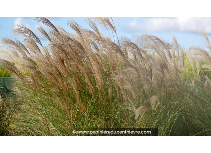 MISCANTHUS sinensis 'Gracillimus'
