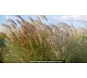 MISCANTHUS sinensis 'Gracillimus'
