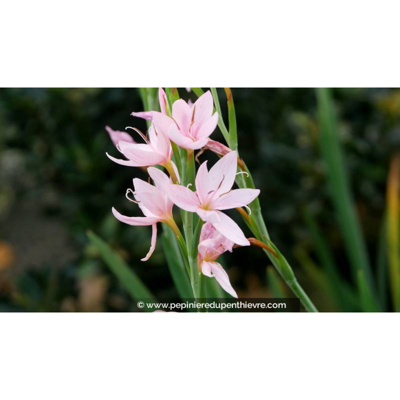 SCHIZOSTYLIS coccinea 'Pink Princess'