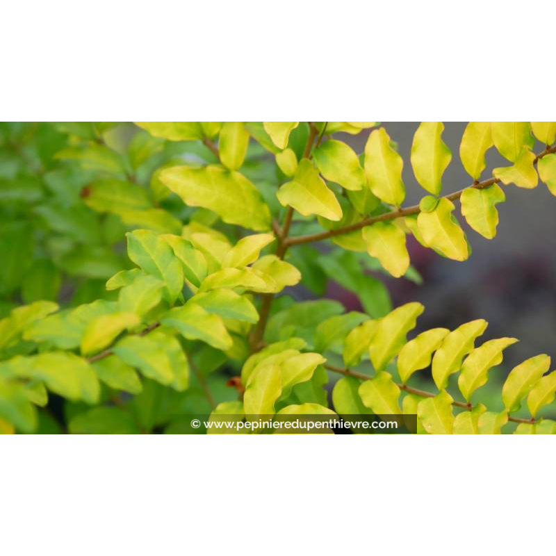 LIGUSTRUM sinensis 'Lemon & Lime'