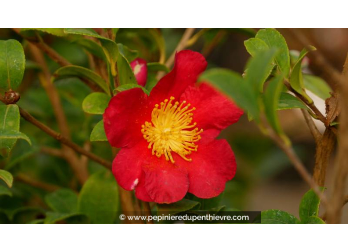 CAMELLIA sasanqua 'Yuletide' (rouge)