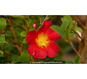 CAMELLIA sasanqua 'Yuletide' (rouge)