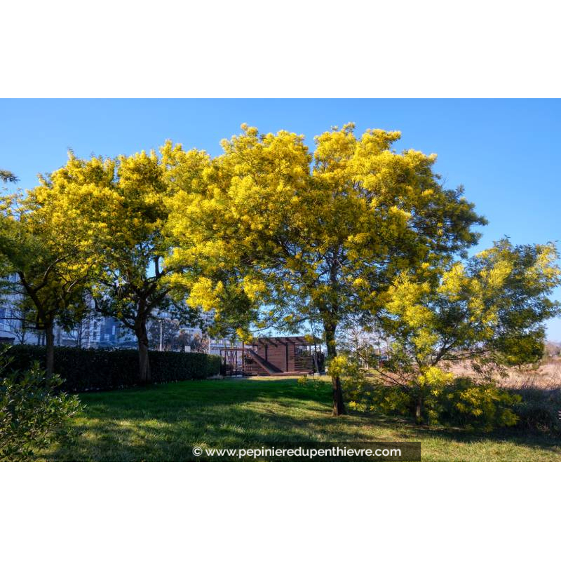 ACACIA dealbata (de semis ou bouture)