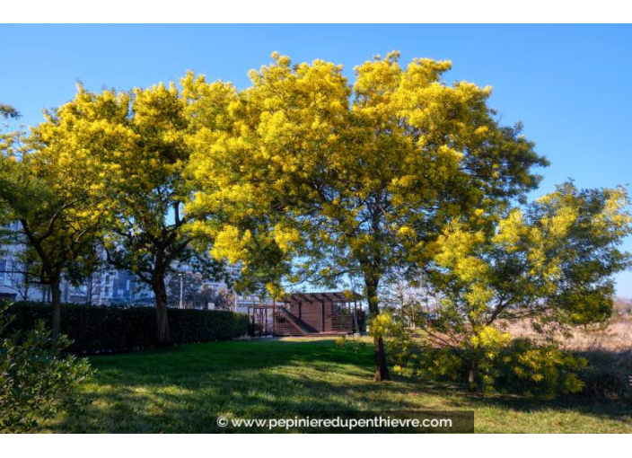 ACACIA dealbata (de semis ou bouture)