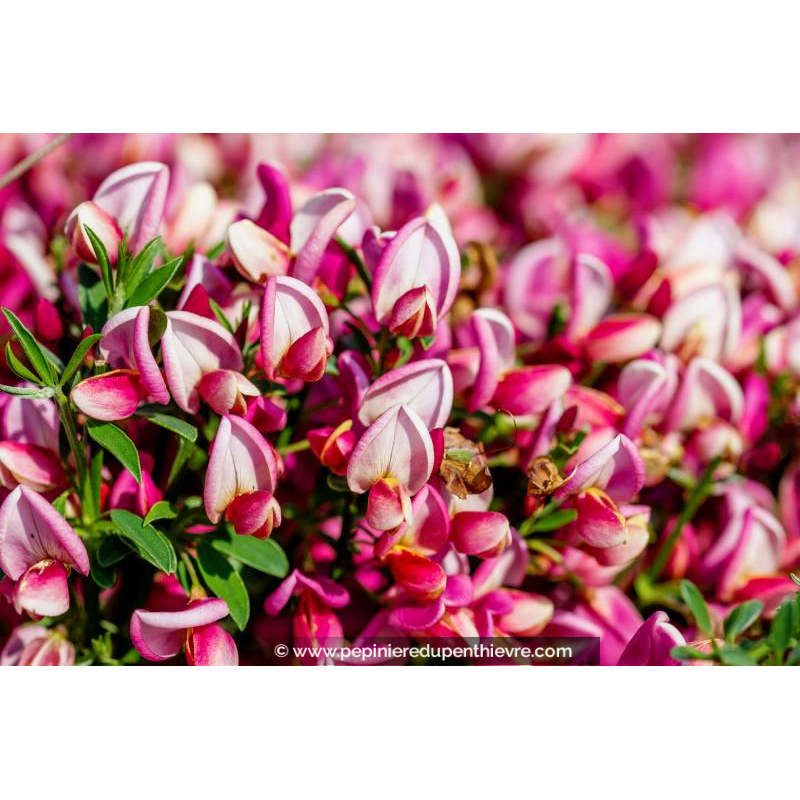 CYTISUS x boskoopii 'Hollandia'