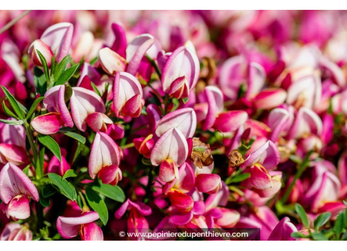 CYTISUS x boskoopii 'Hollandia'