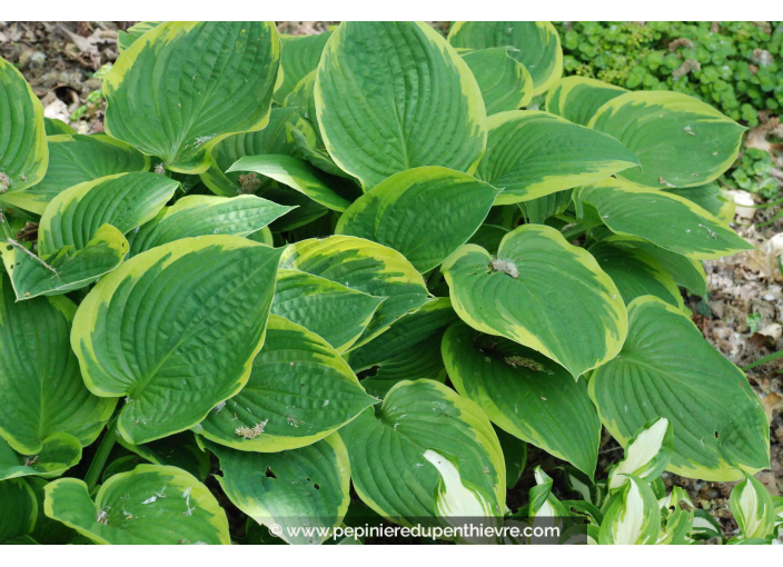 HOSTA fortunei 'Aureomarginata'