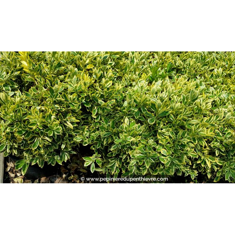 EUONYMUS japonicus 'Bravo'