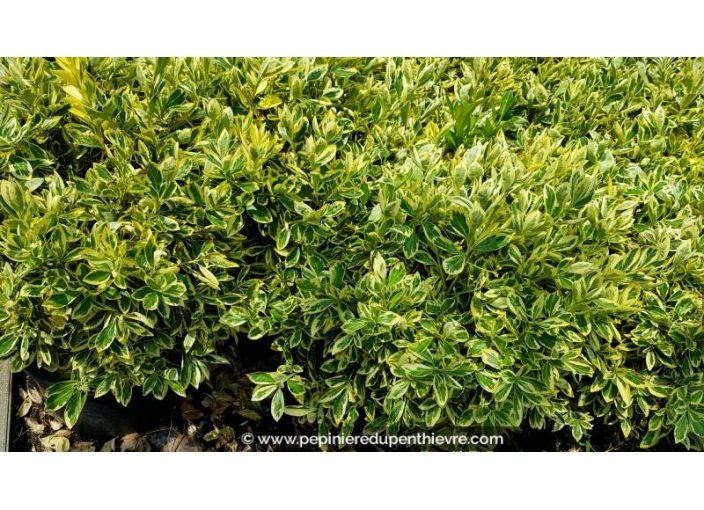 EUONYMUS japonicus 'Bravo'