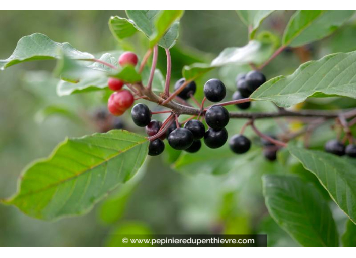 RHAMNUS frangula