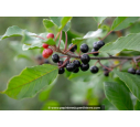 RHAMNUS frangula