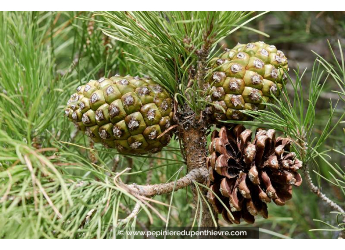 PINUS pinea
