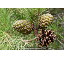 PINUS pinea