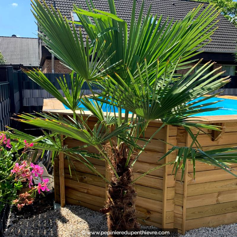 TRACHYCARPUS fortunei