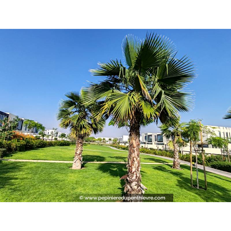 WASHINGTONIA robusta