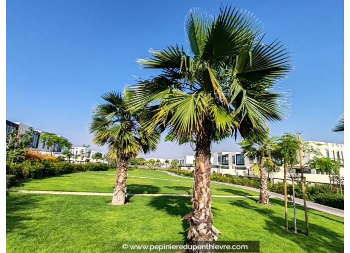 WASHINGTONIA robusta