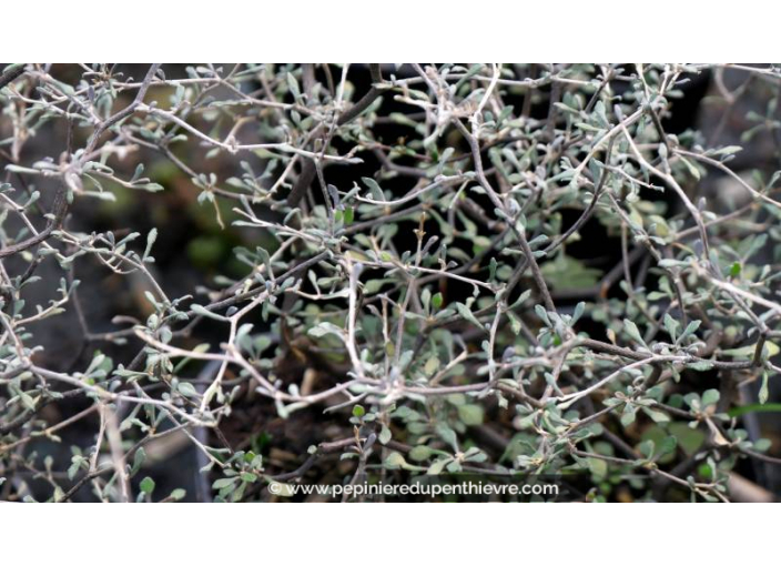 COROKIA cotoneaster