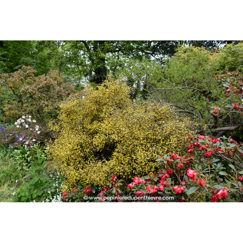 COROKIA cotoneaster