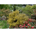 COROKIA cotoneaster