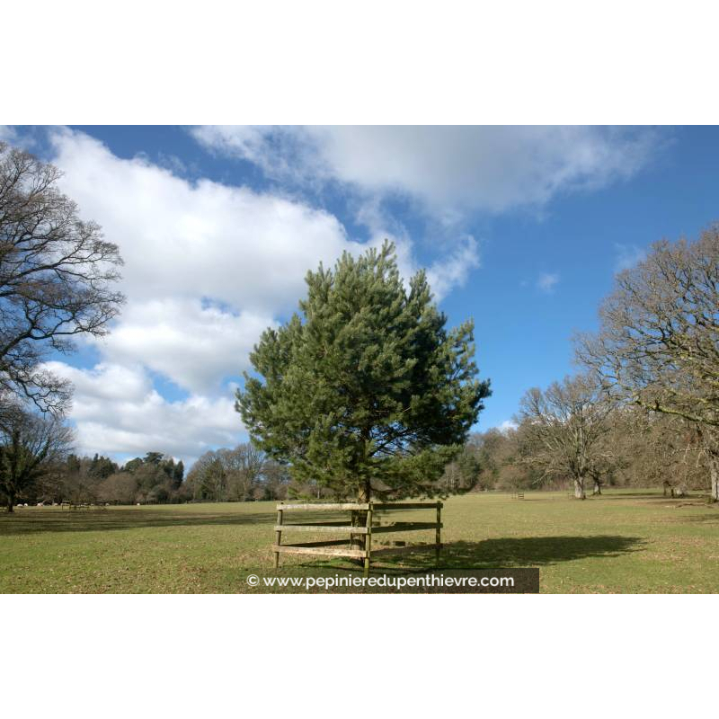 PINUS sylvestris, Pin sylvestre, grand conifère - Pépinière du Penthièvre
