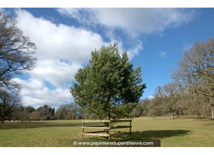 PINUS sylvestris, Pin sylvestre, grand conifère - Pépinière du Penthièvre