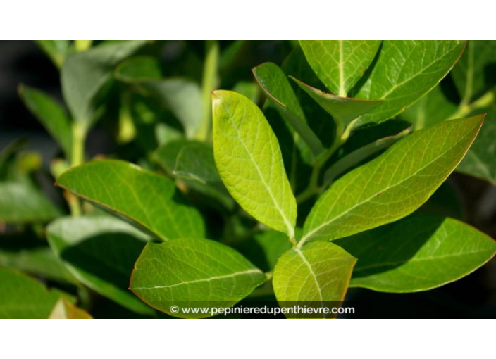 MYRTILLIER 'Chandler'