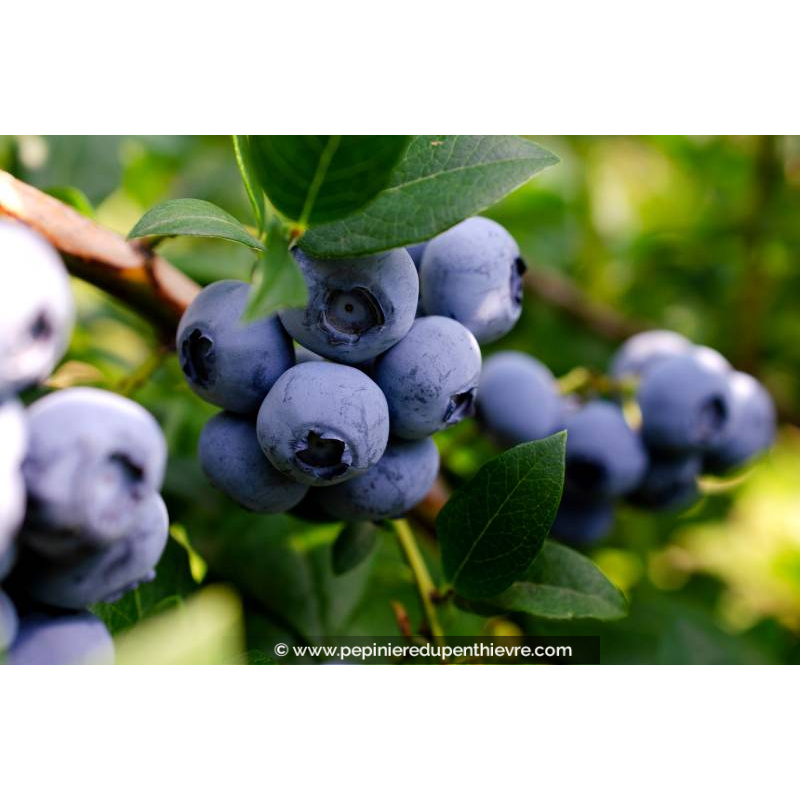 MYRTILLIER 'Chandler'