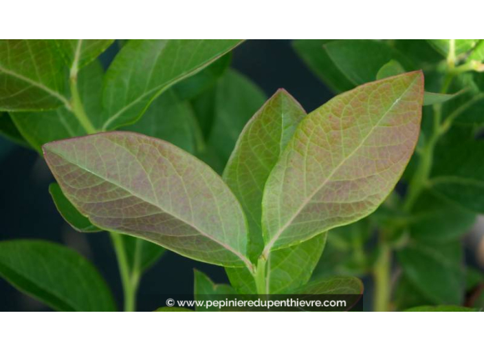 MYRTILLIER 'Chandler' ou VACCINIUM corymbosum - Pépinière du Penthièvre