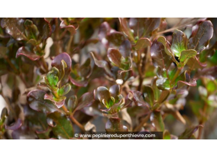 COPROSMA 'Pacific Night'