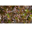 COPROSMA 'Pacific Night'