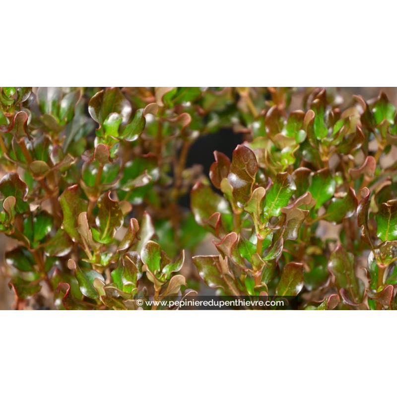 COPROSMA 'Pacific Night'