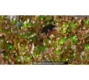 COPROSMA 'Pacific Night'