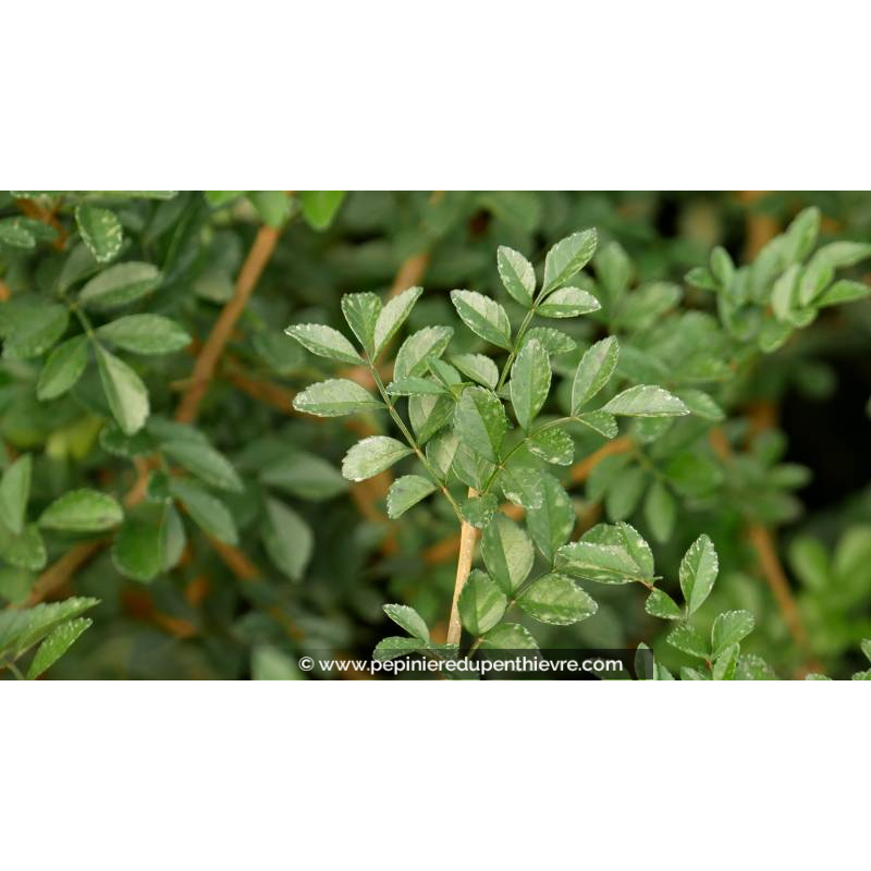 FRAXINUS chinensis 'Little Leaf'