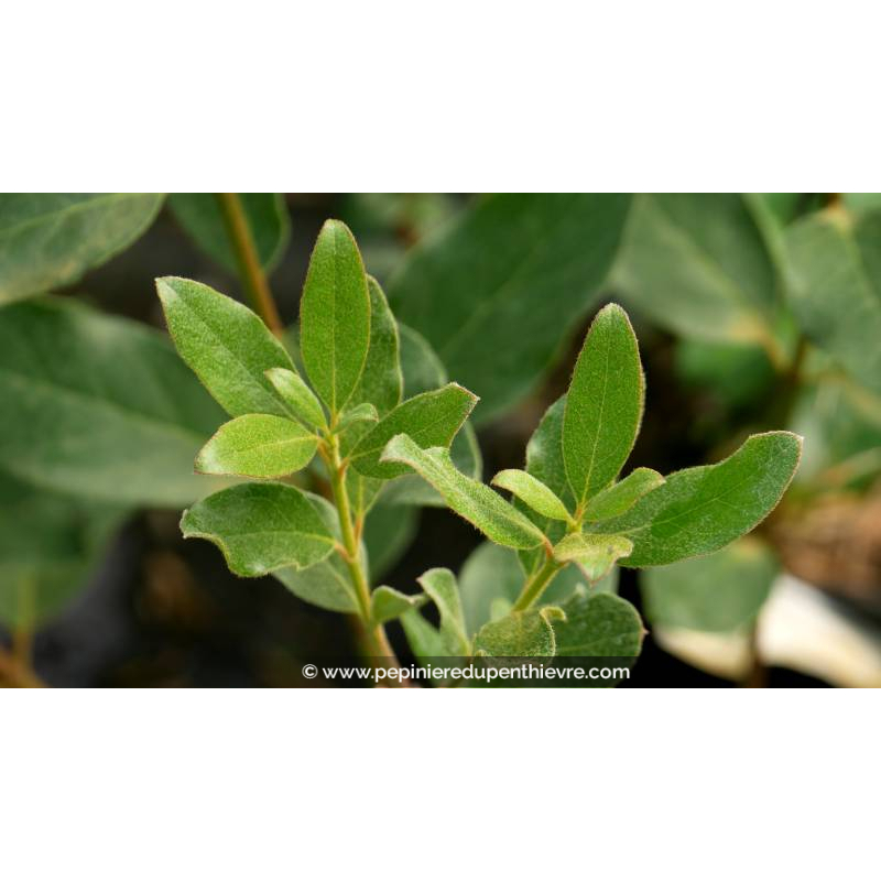 GARRYA x thuretii 'Selection'