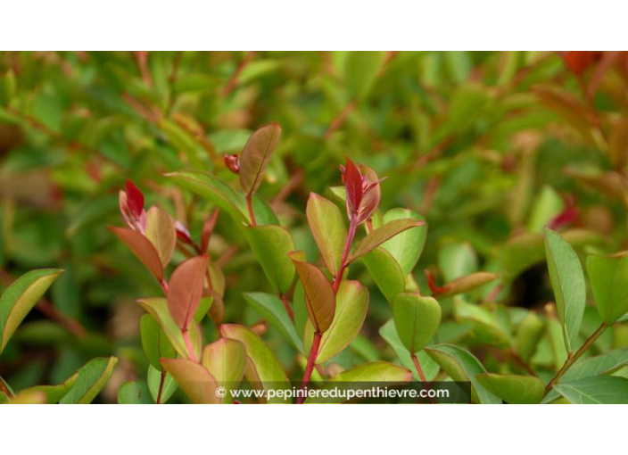LAGERSTROEMIA indica 'Petit Red'
