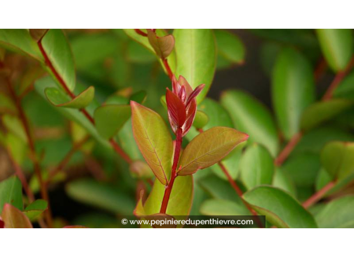 LAGERSTROEMIA indica 'Petit Red'