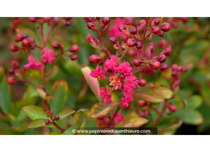 LAGERSTROEMIA indica 'Petit Red'