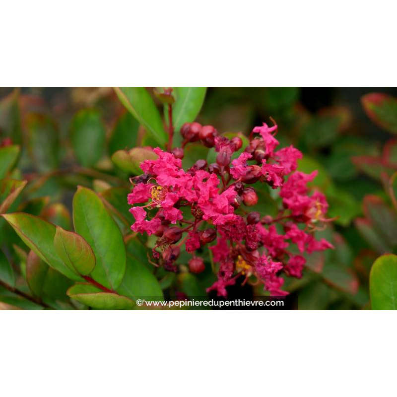 LAGERSTROEMIA indica 'Petit Red'