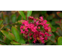 LAGERSTROEMIA indica 'Petit Red'