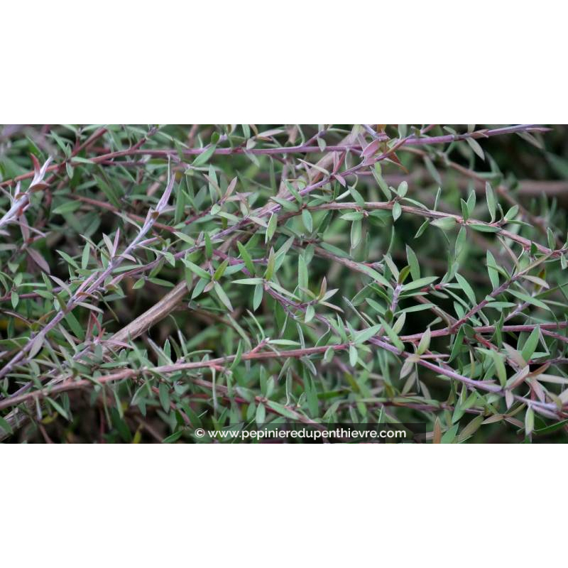 LEPTOSPERMUM scoparium 'Red Falls'