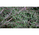 LEPTOSPERMUM scoparium 'Red Falls'